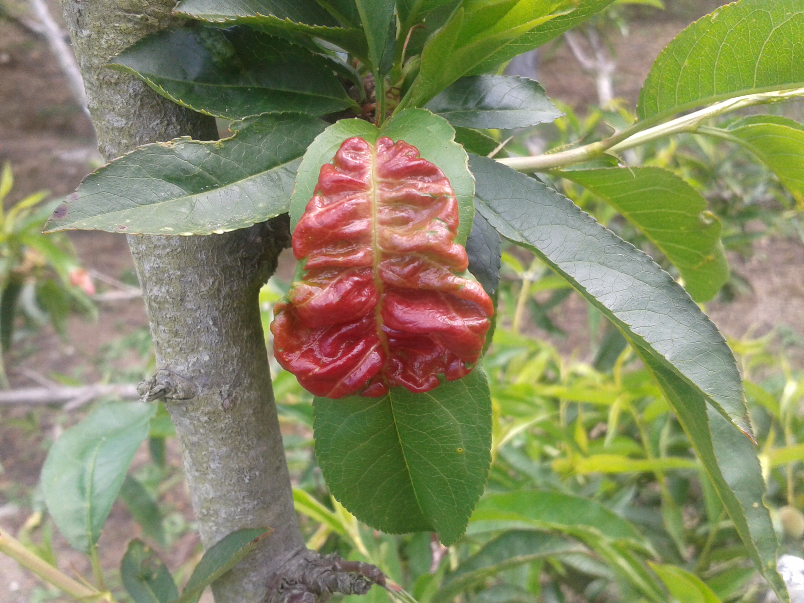 Red, distorted leaf caused by peach leaf curl